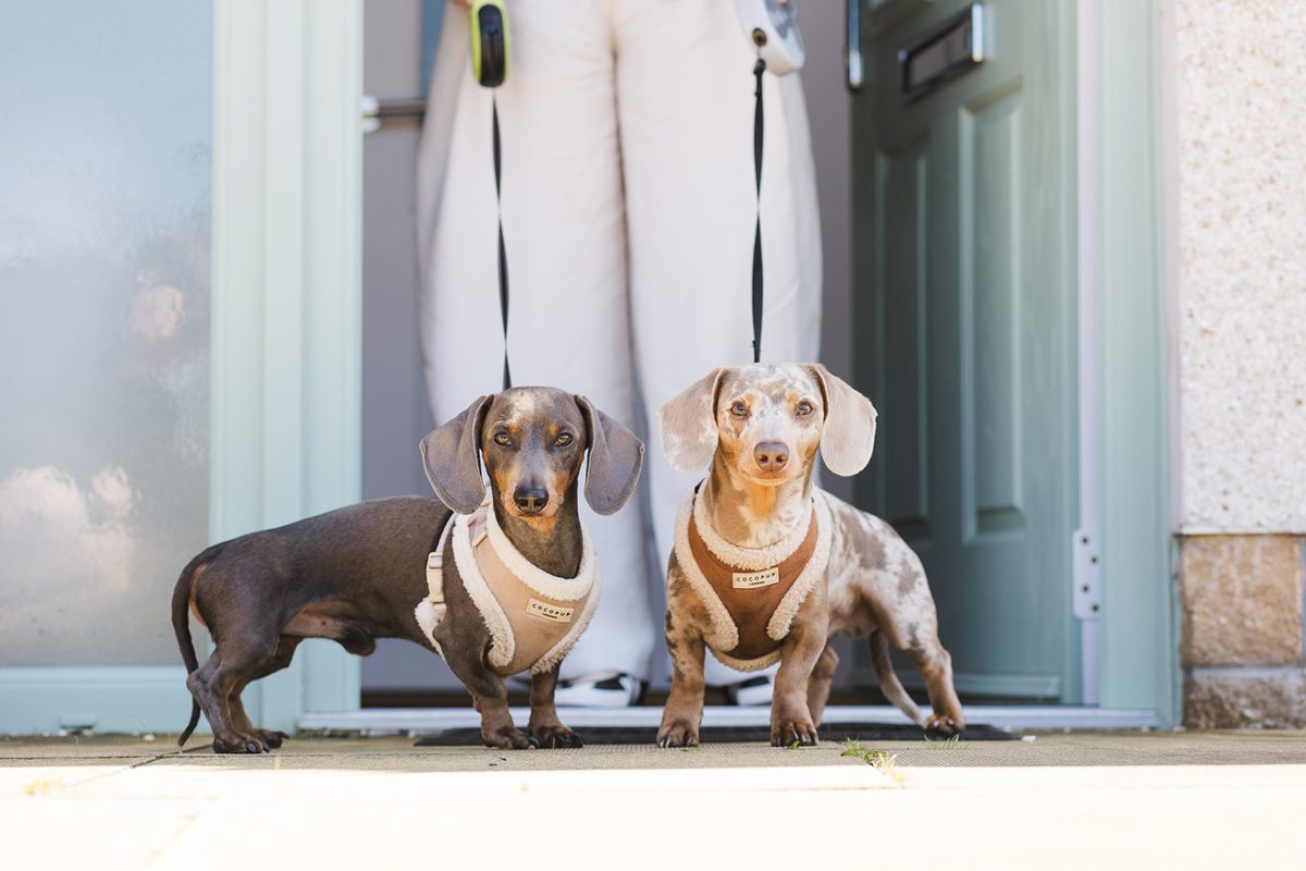 Two dachshunds waiting at the front door on their leads.